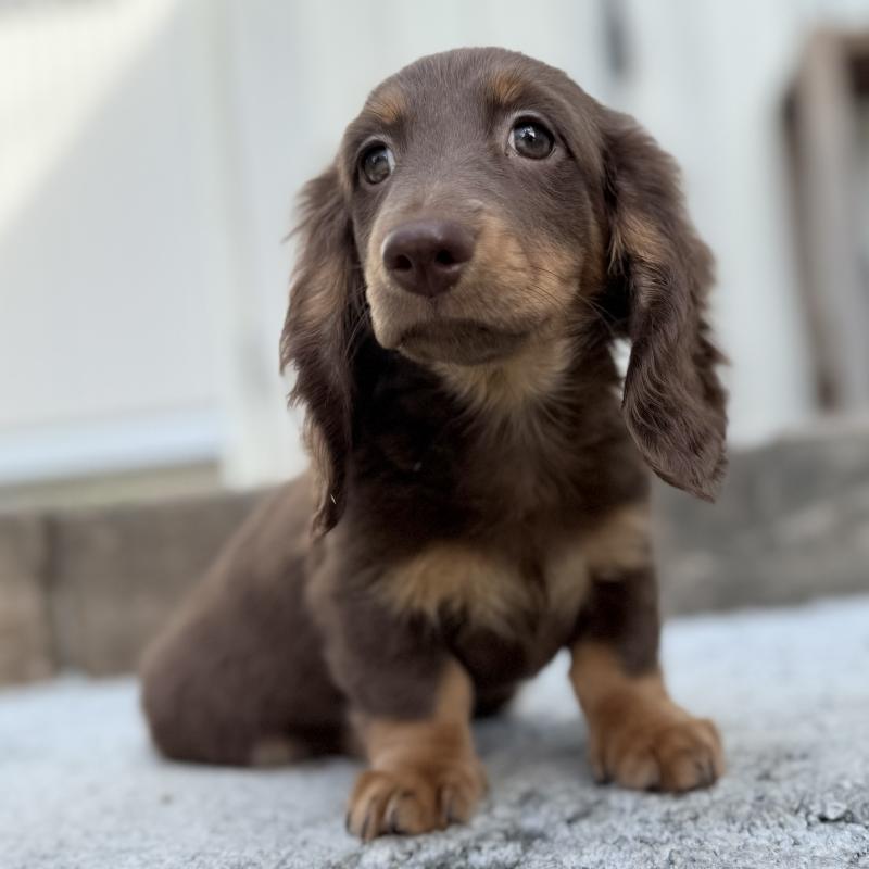 販売中の埼玉県のミニチュアダックスフンド(ロングヘアード)-417131