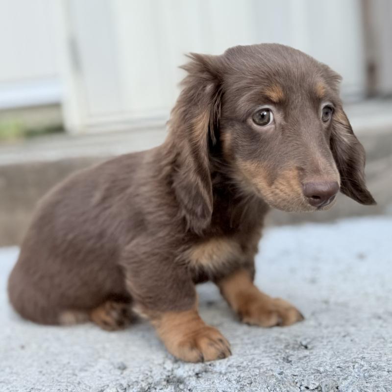 商談中の埼玉県のミニチュアダックスフンド(ロングヘアード)-417131の6枚目