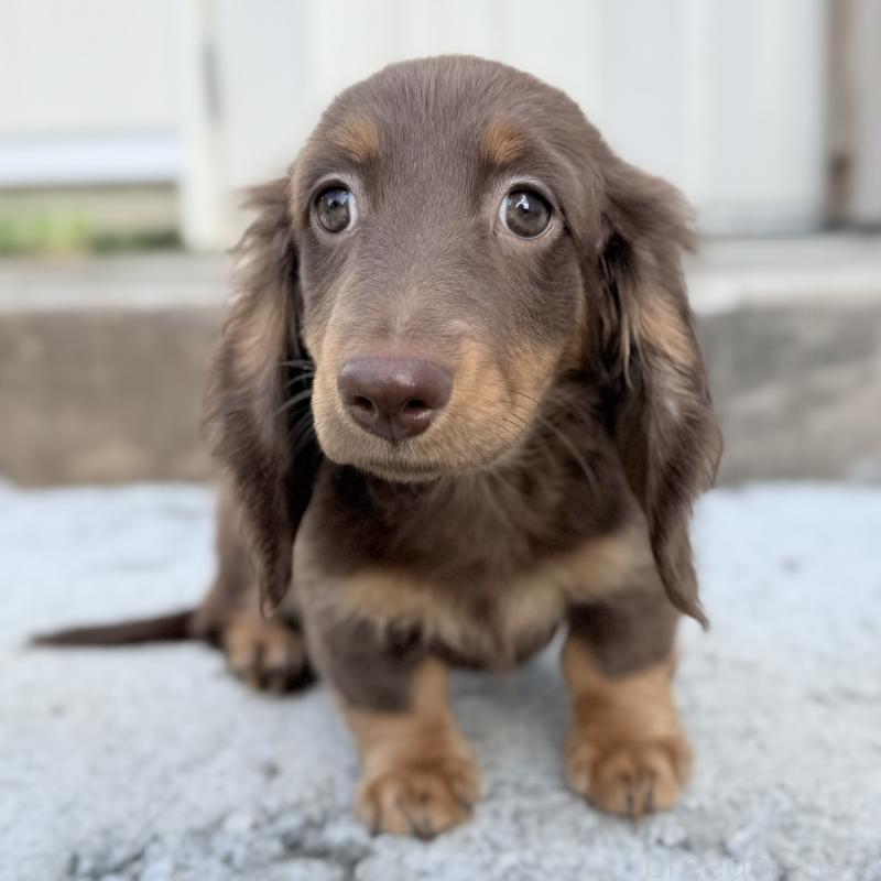 商談中の埼玉県のミニチュアダックスフンド(ロングヘアード)-417131の5枚目