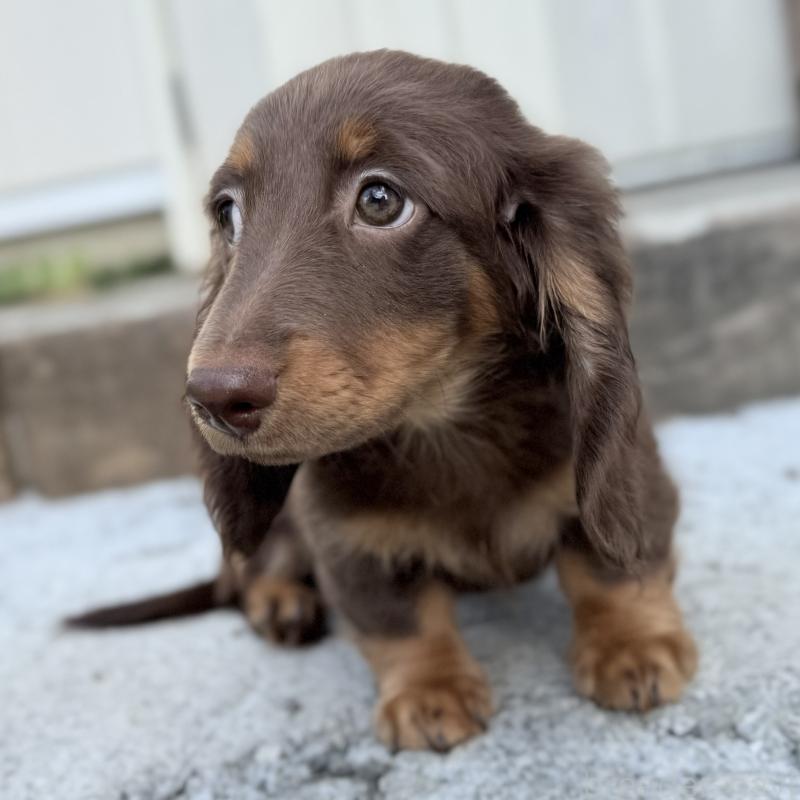 商談中の埼玉県のミニチュアダックスフンド(ロングヘアード)-417131の4枚目