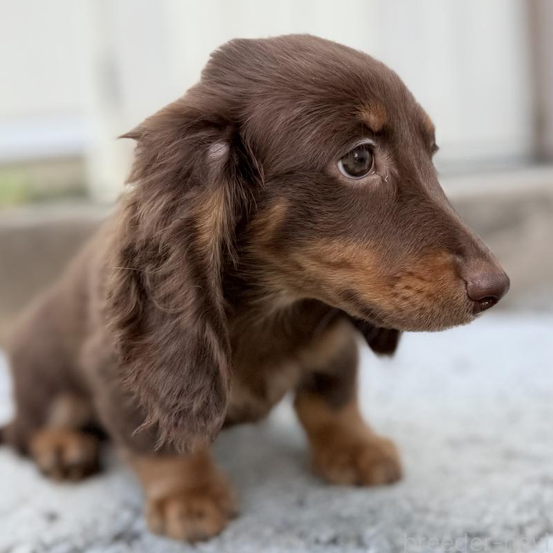 商談中の埼玉県のミニチュアダックスフンド(ロングヘアード)-417131の3枚目