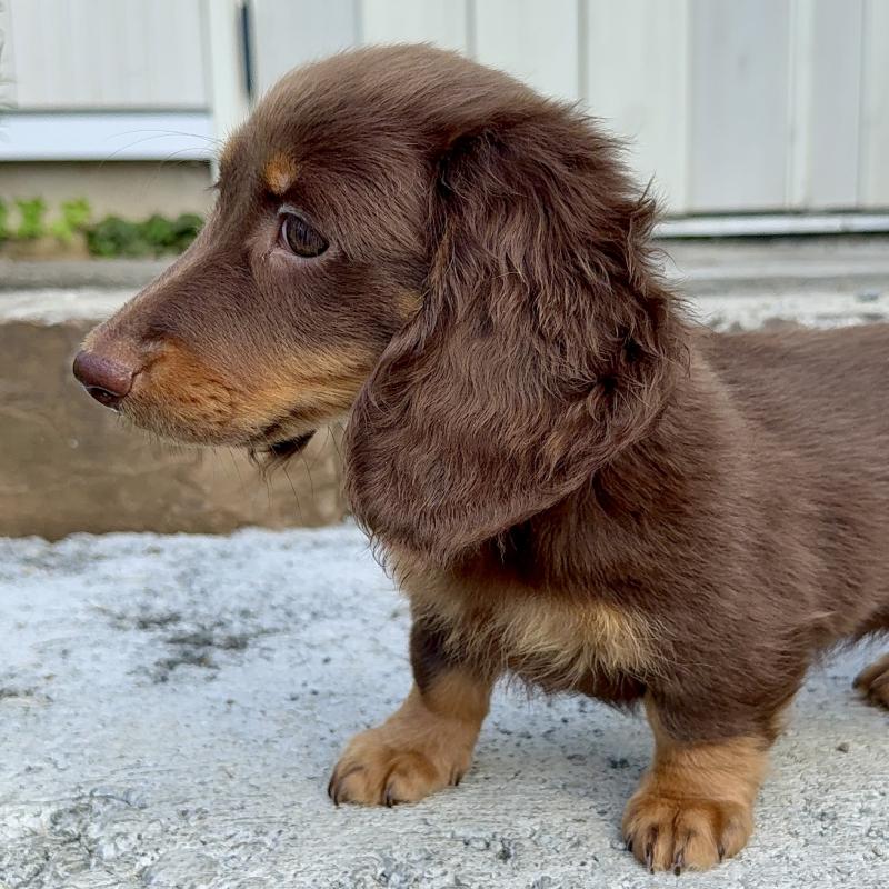 商談中の埼玉県のミニチュアダックスフンド(ロングヘアード)-417131の2枚目