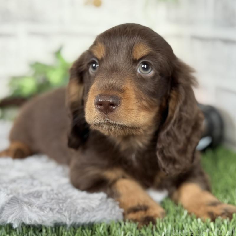成約済の埼玉県のミニチュアダックスフンド(ロングヘアード)-422366の12枚目