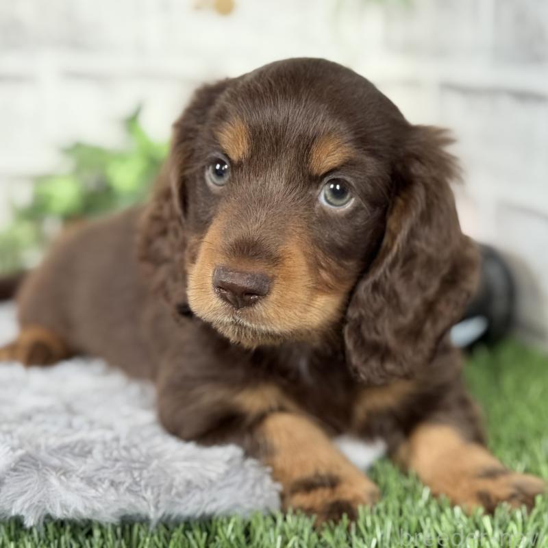 販売中の埼玉県のミニチュアダックスフンド(ロングヘアード)-422366