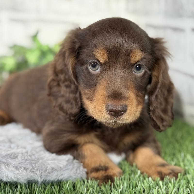 成約済の埼玉県のミニチュアダックスフンド(ロングヘアード)-422366の11枚目