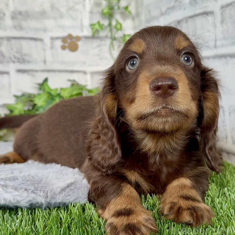 成約済の埼玉県のミニチュアダックスフンド(ロングヘアード)-422366の9枚目