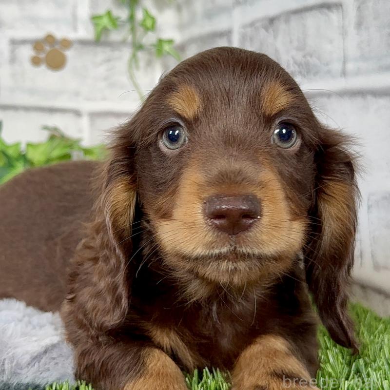 成約済の埼玉県のミニチュアダックスフンド(ロングヘアード)-422366の8枚目