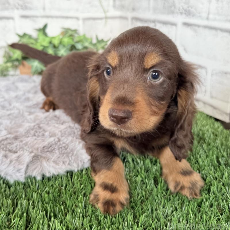 成約済の埼玉県のミニチュアダックスフンド(ロングヘアード)-422366の7枚目