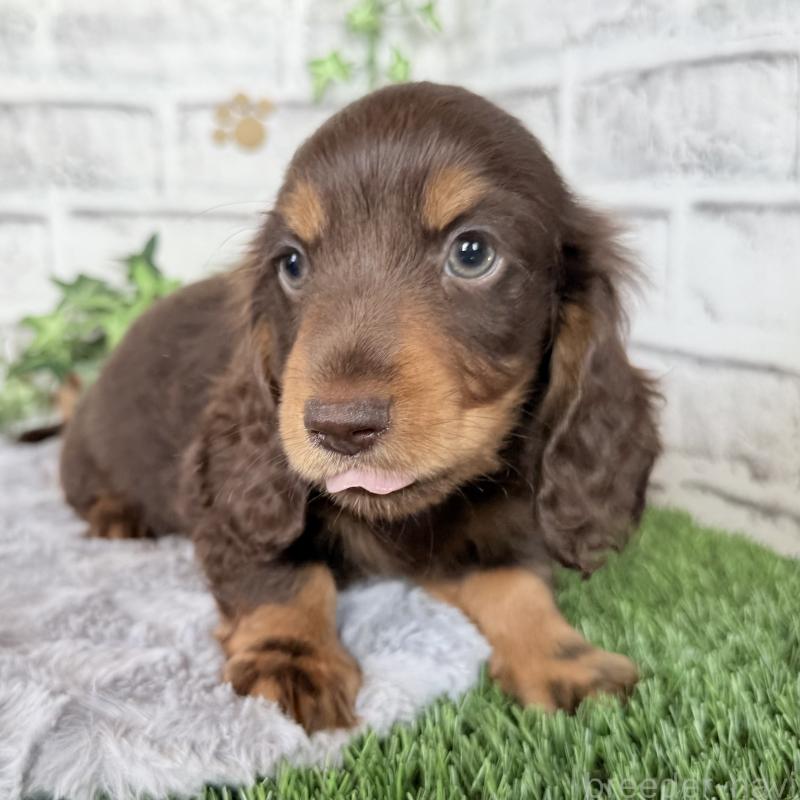 成約済の埼玉県のミニチュアダックスフンド(ロングヘアード)-422366の6枚目