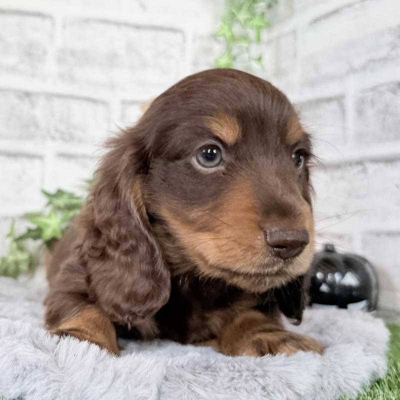 成約済の埼玉県のミニチュアダックスフンド(ロングヘアード)-422366の5枚目