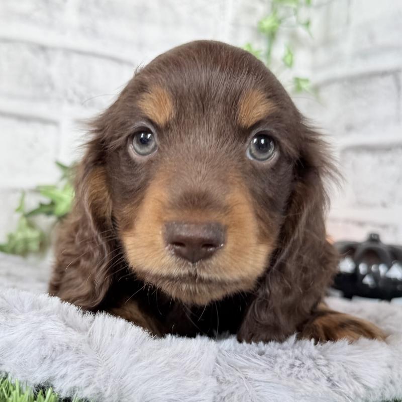 成約済の埼玉県のミニチュアダックスフンド(ロングヘアード)-422366の4枚目
