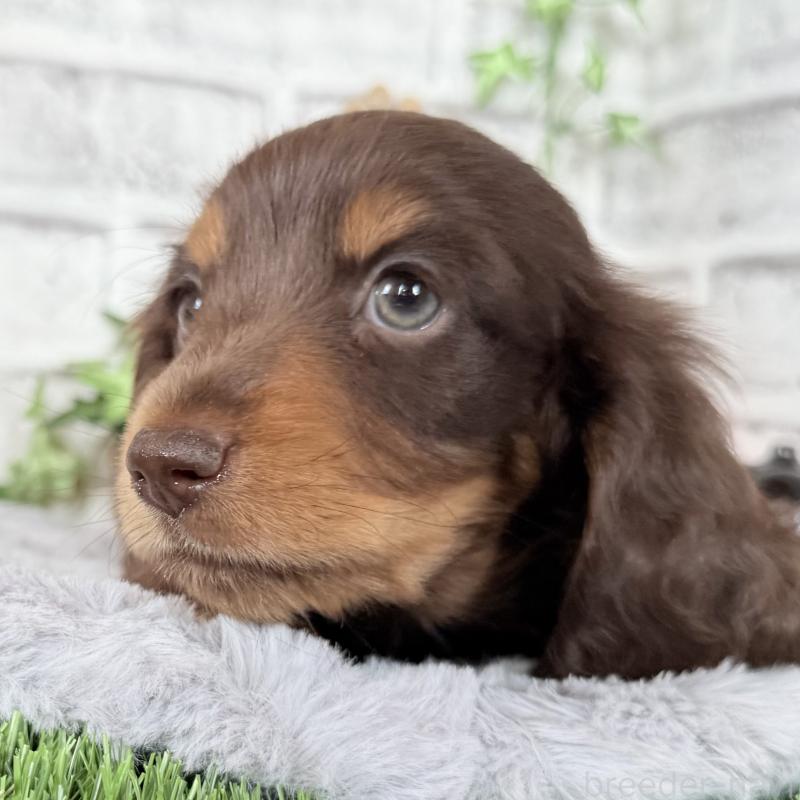 成約済の埼玉県のミニチュアダックスフンド(ロングヘアード)-422366の3枚目