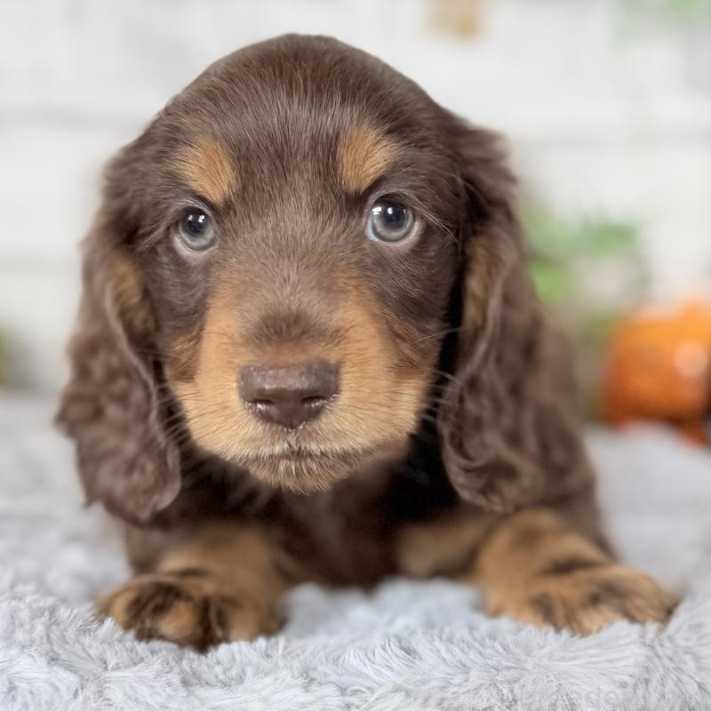 成約済の埼玉県のミニチュアダックスフンド(ロングヘアード)-422366の2枚目