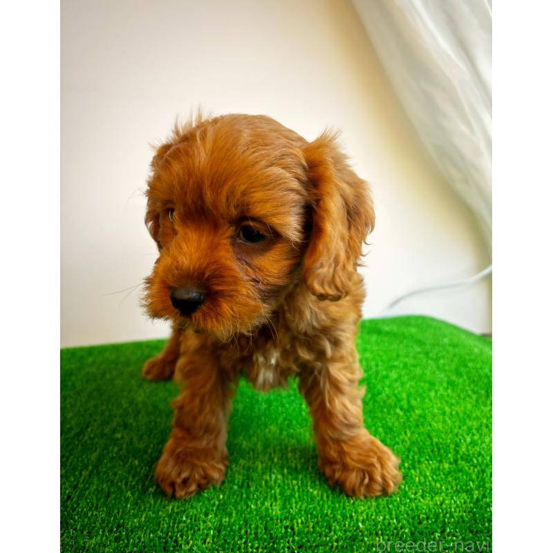 販売中の神奈川県のキャバプー:キャバリア×トイプードル-416239の9枚目