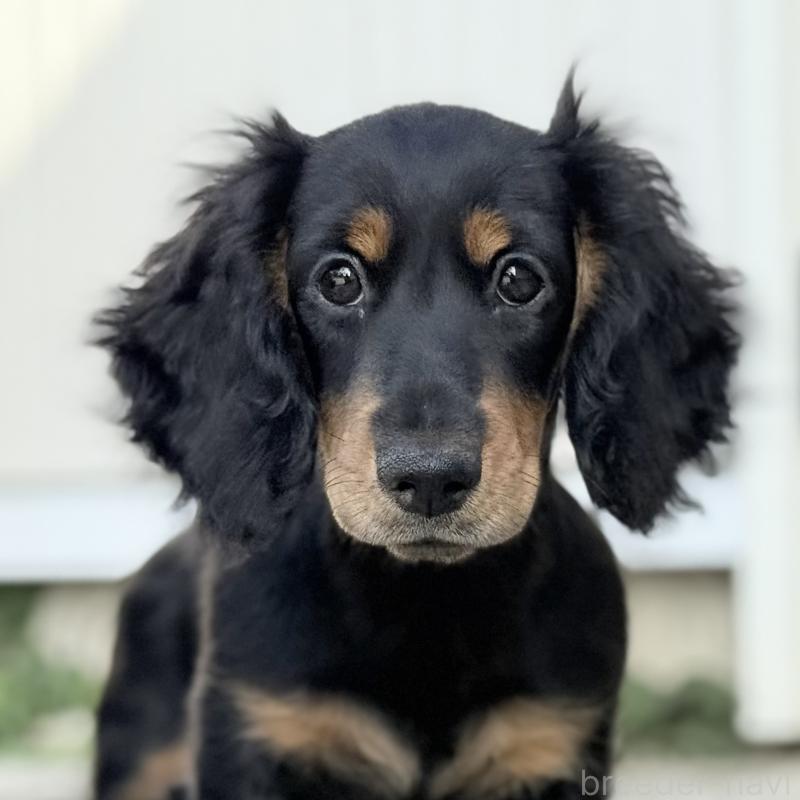 商談中の埼玉県のミニチュアダックスフンド(ロングヘアード)-416368の11枚目