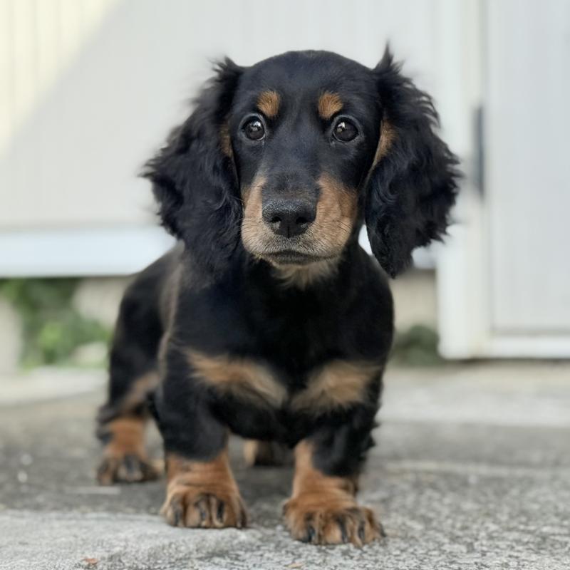 販売中の埼玉県のミニチュアダックスフンド(ロングヘアード)-416368