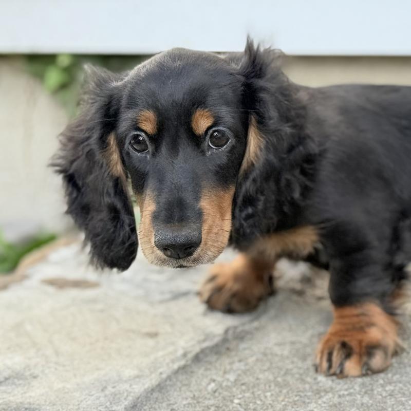 商談中の埼玉県のミニチュアダックスフンド(ロングヘアード)-416368の10枚目