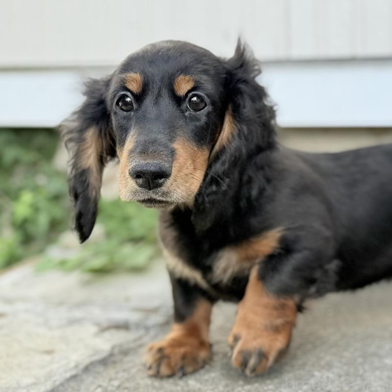 商談中の埼玉県のミニチュアダックスフンド(ロングヘアード)-416368の9枚目