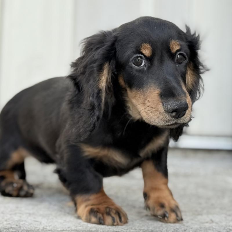 商談中の埼玉県のミニチュアダックスフンド(ロングヘアード)-416368の8枚目