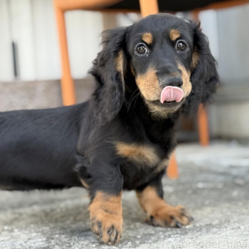 商談中の埼玉県のミニチュアダックスフンド(ロングヘアード)-416368の7枚目