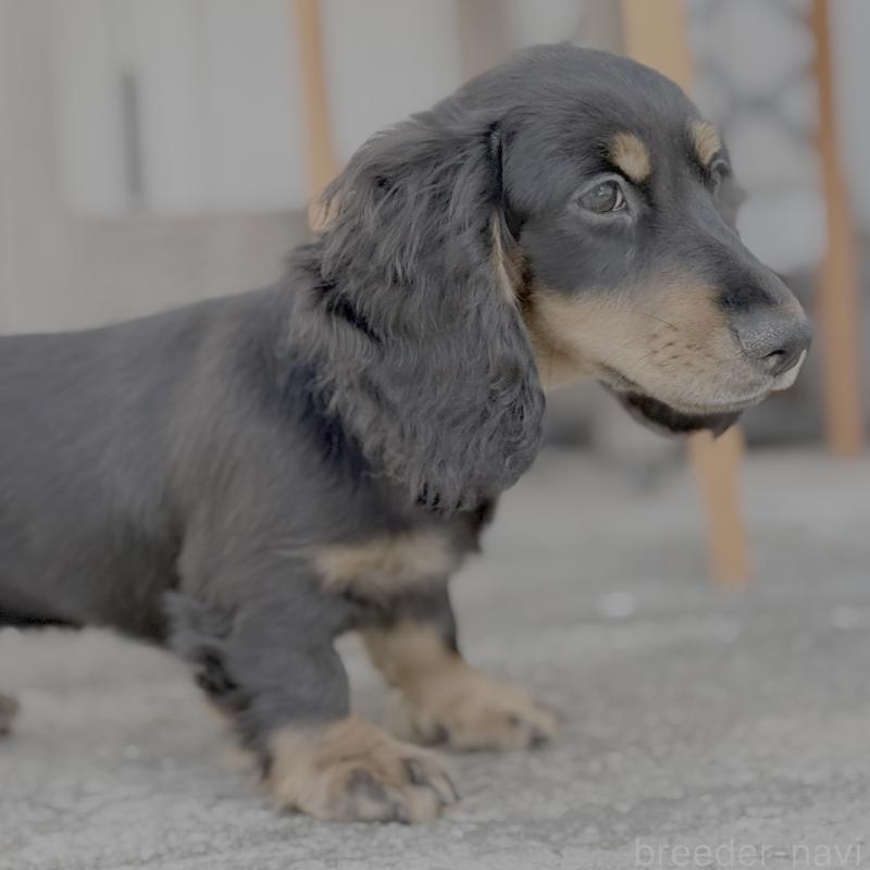 商談中の埼玉県のミニチュアダックスフンド(ロングヘアード)-416368の6枚目