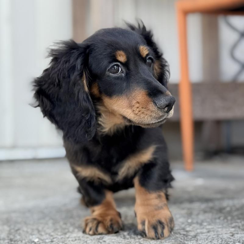 商談中の埼玉県のミニチュアダックスフンド(ロングヘアード)-416368の5枚目