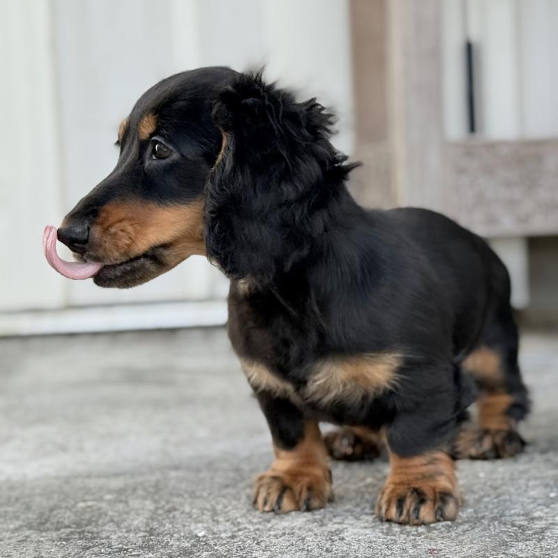商談中の埼玉県のミニチュアダックスフンド(ロングヘアード)-416368の4枚目