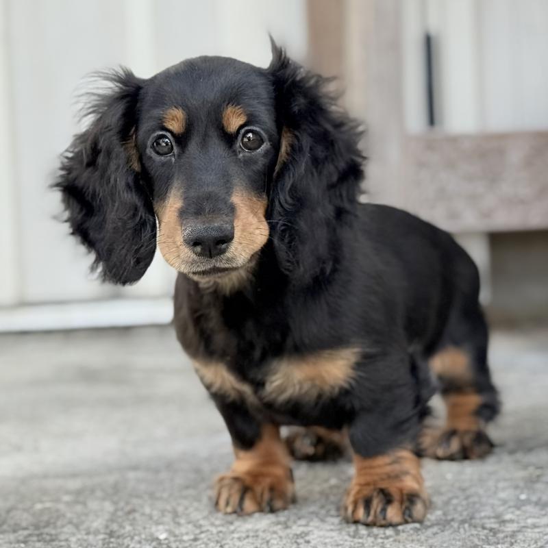 商談中の埼玉県のミニチュアダックスフンド(ロングヘアード)-416368の3枚目