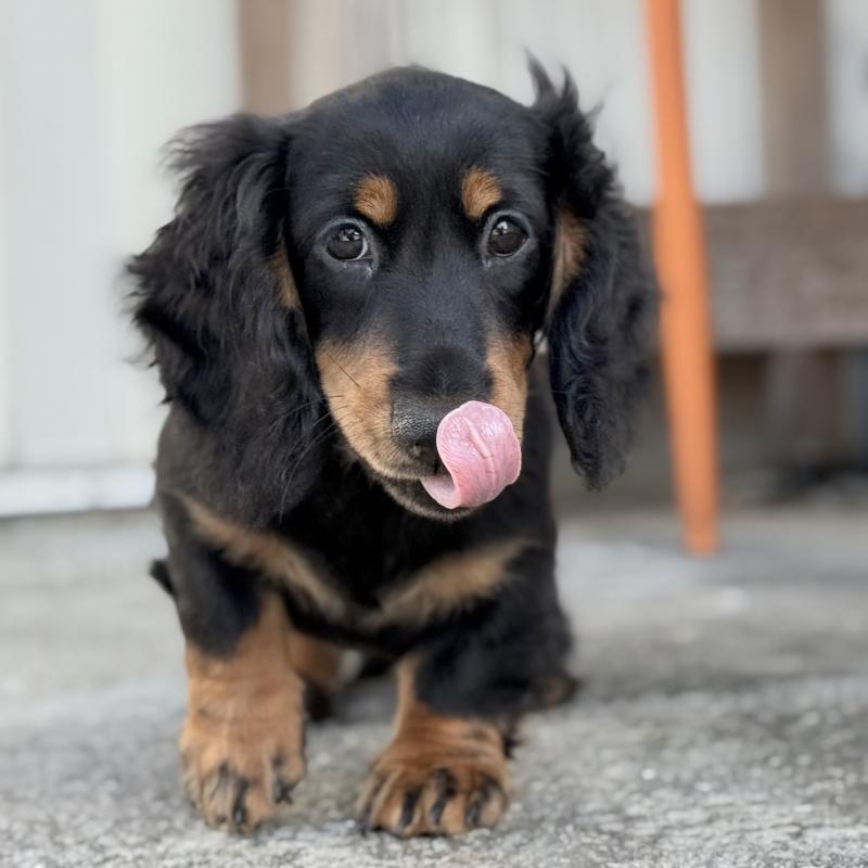 商談中の埼玉県のミニチュアダックスフンド(ロングヘアード)-416368の2枚目
