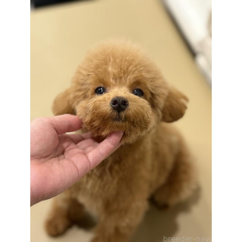 販売中の東京都のタイニープードル-405071の2枚目