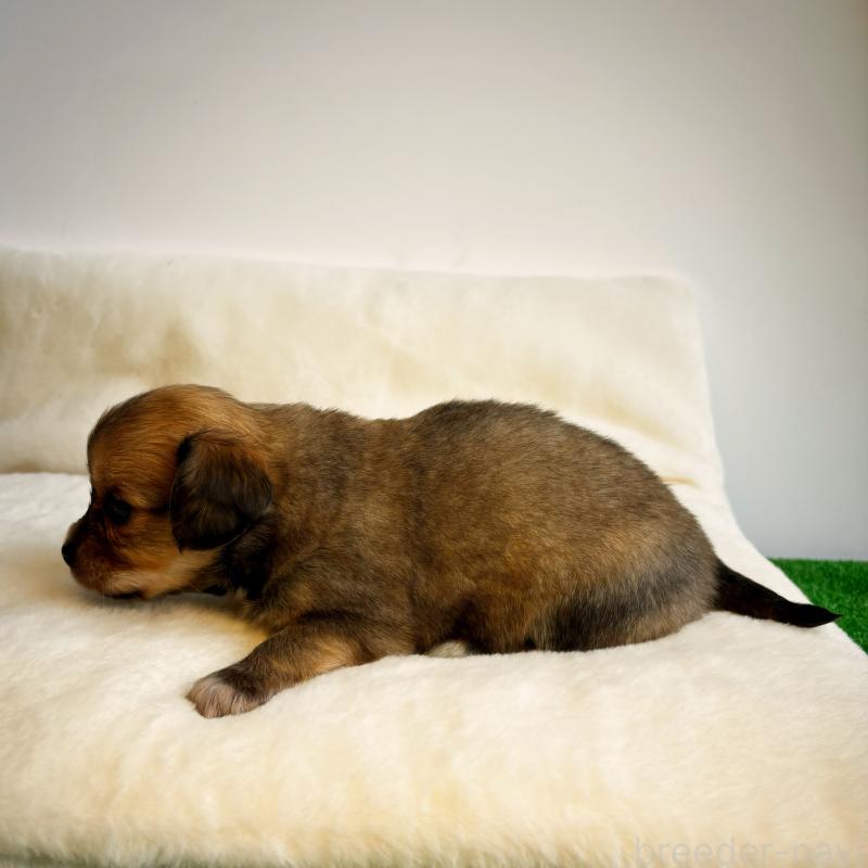 販売中の神奈川県のチワックス:チワワ×ミニチュアダックスフンド-422576の3枚目