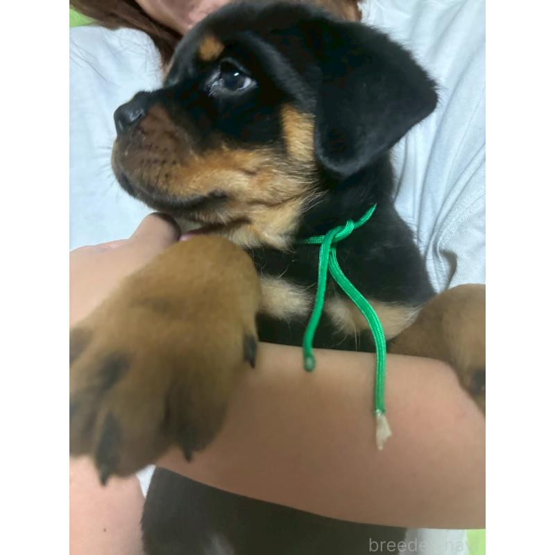 販売中の栃木県のロットワイラー-422580の4枚目