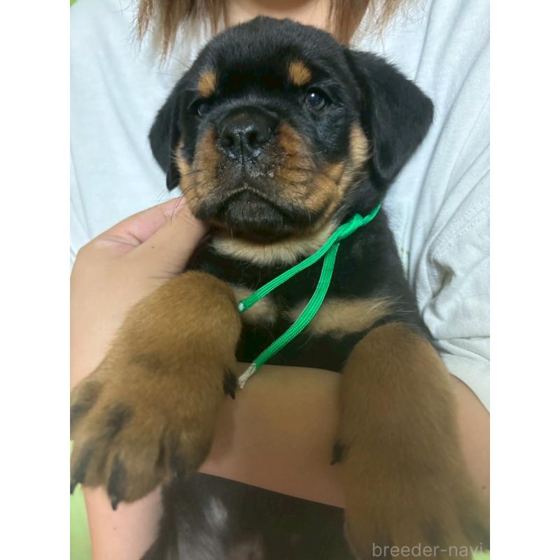 販売中の栃木県のロットワイラー-422580の3枚目