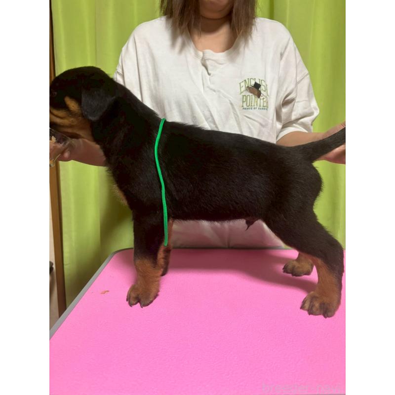 販売中の栃木県のロットワイラー-422580の2枚目