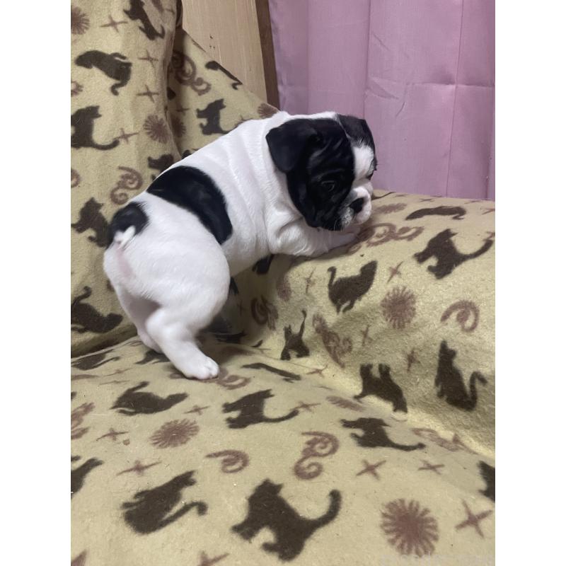 成約済の三重県のフレンチブルドッグ-417928の7枚目