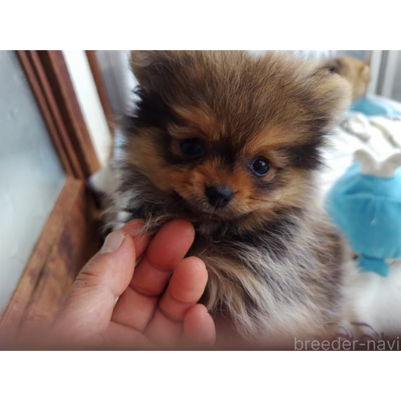 販売中の栃木県のポメラニアン-415881の4枚目