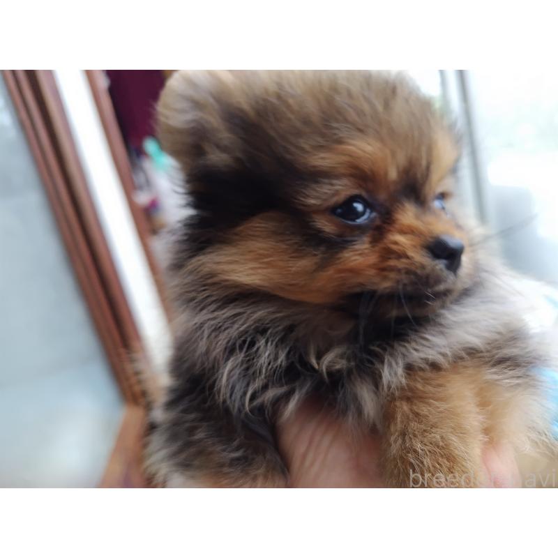 販売中の栃木県のポメラニアン-415881の3枚目