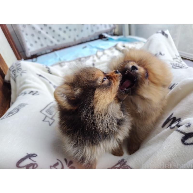 販売中の栃木県のポメラニアン-415881の2枚目