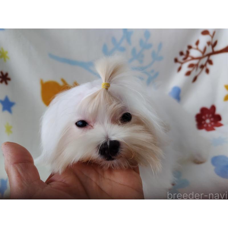 販売中の栃木県のマルチーズ-400540の6枚目