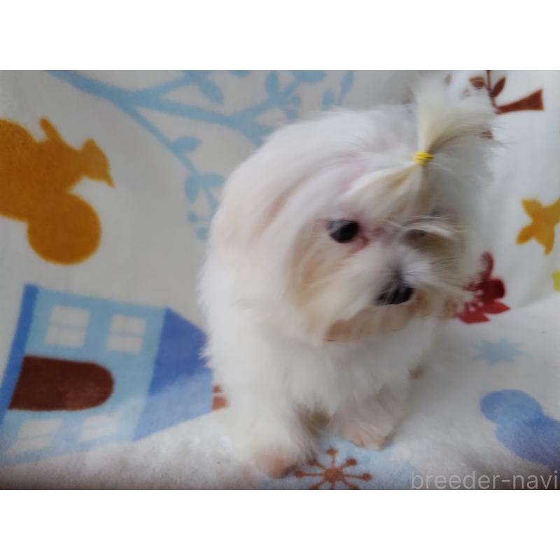 販売中の栃木県のマルチーズ-400540の5枚目