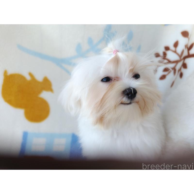 販売中の栃木県のマルチーズ-400537の6枚目