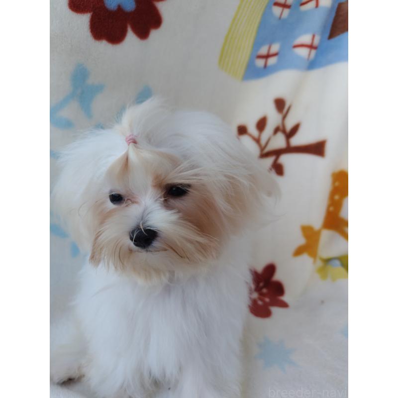 販売中の栃木県のマルチーズ-400537の5枚目