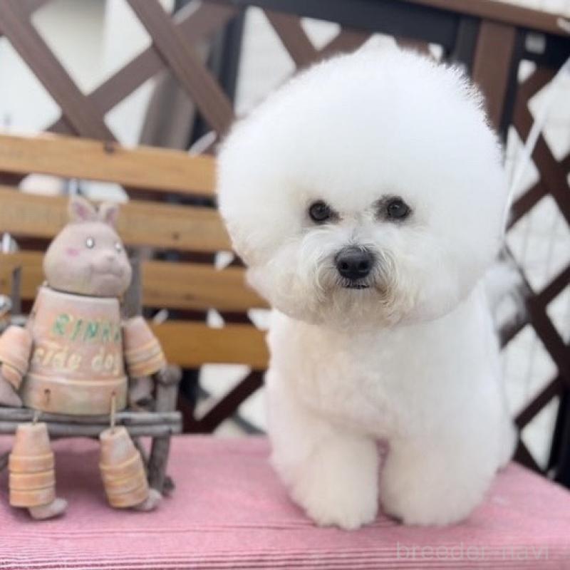 ポム君（他犬舎様所有）くん1枚目