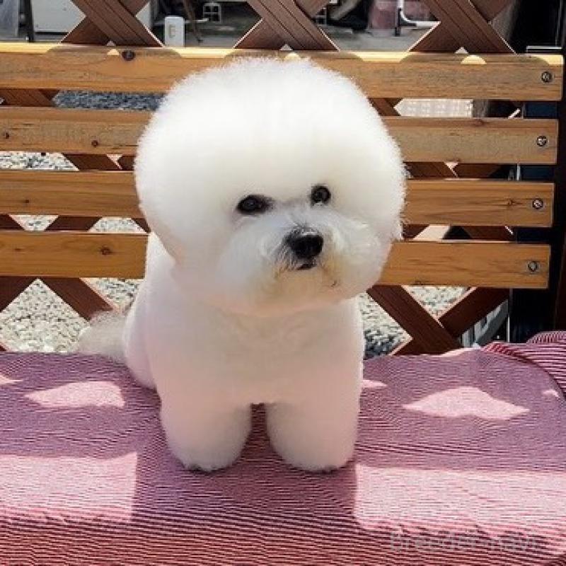 ポム君（他犬舎様所有）くん1枚目