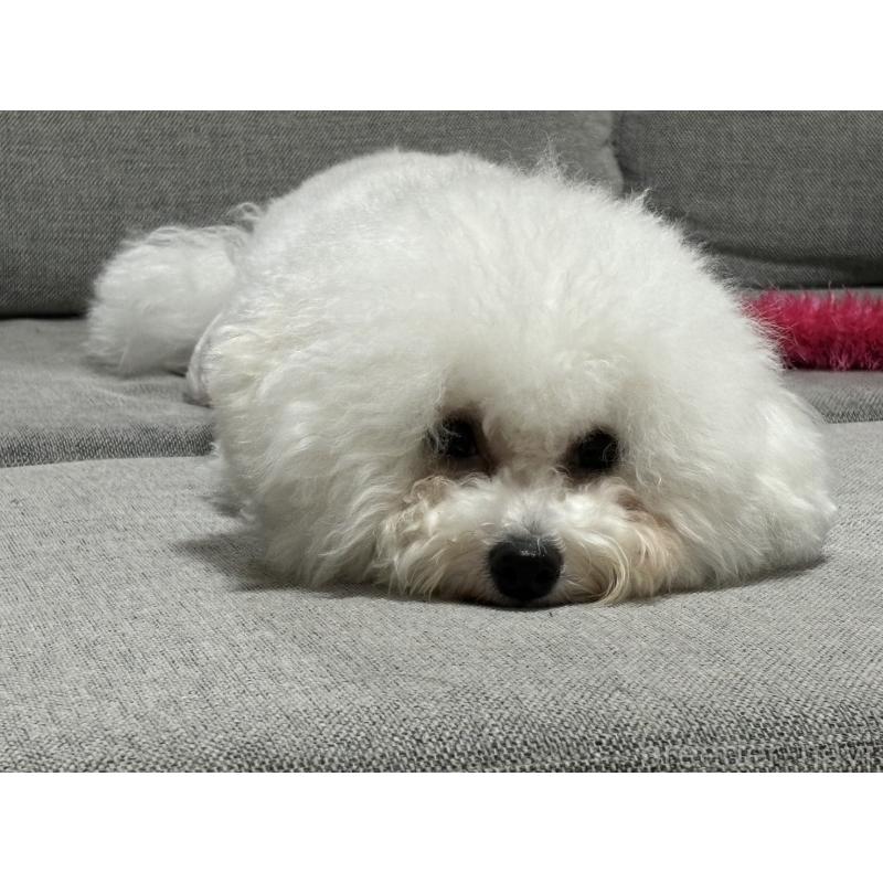 はなちゃんちゃん1枚目