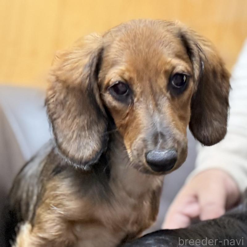 商談中の埼玉県のミニチュアダックスフンド(ロングヘアード)-416977