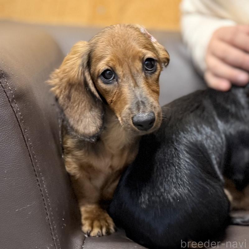 商談中の埼玉県のミニチュアダックスフンド(ロングヘアード)-416977の5枚目