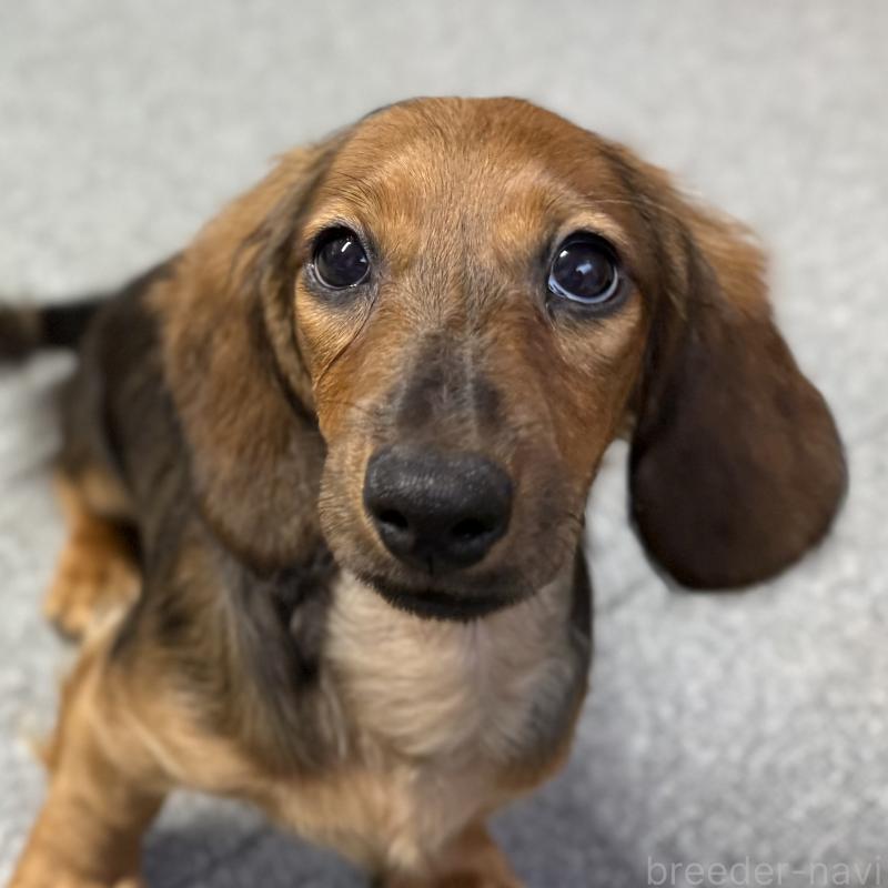 商談中の埼玉県のミニチュアダックスフンド(ロングヘアード)-416977の4枚目