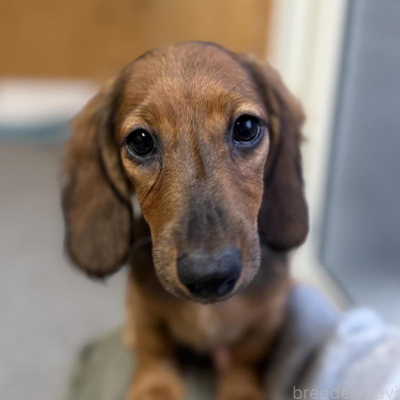 商談中の埼玉県のミニチュアダックスフンド(ロングヘアード)-416977の3枚目