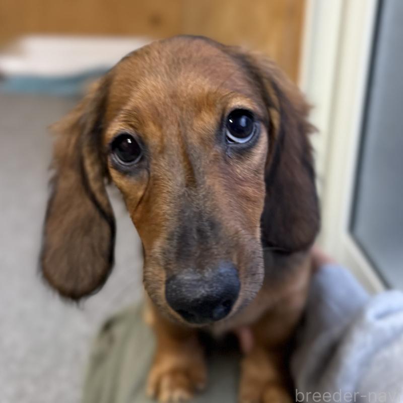 商談中の埼玉県のミニチュアダックスフンド(ロングヘアード)-416977の2枚目